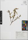 Foto von Salix fragilis L.